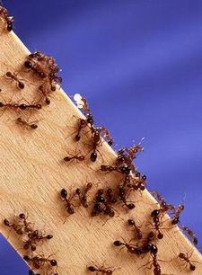 من آيات الله في النمل Ant