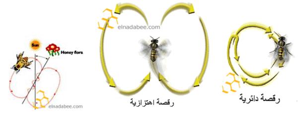 الاعجاز في النحل (فاسلكي سبل ربك ) شرح وفيديو Bbbb