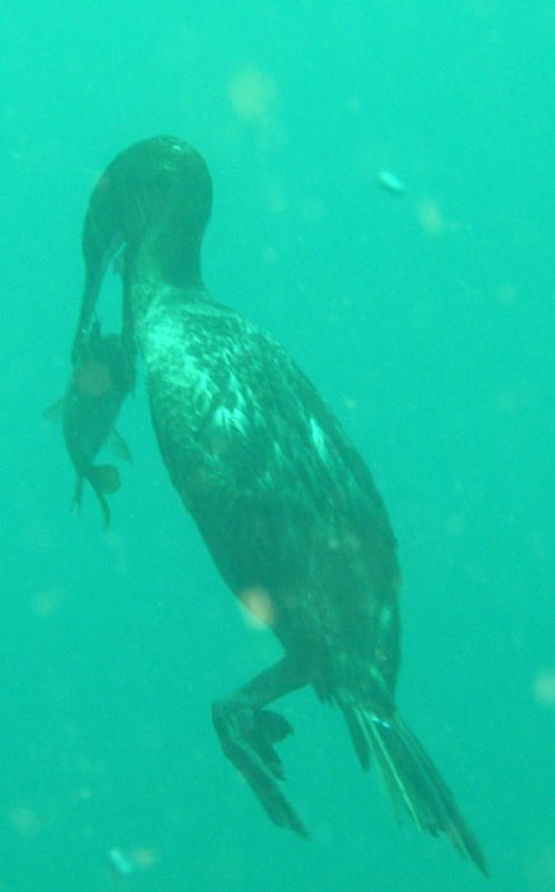 طيور الغاق: معجزة الإسترزاق تحت الماء  Cormorant1