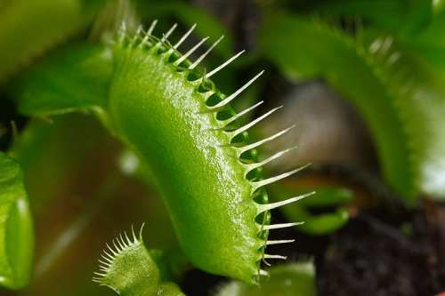 احترس نبات مفترس 800px-Dionaea_muscipula_closed_cilia