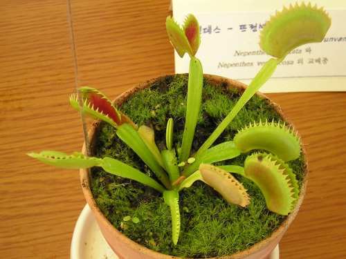 احترس نبات مفترس  800px-Flytrap