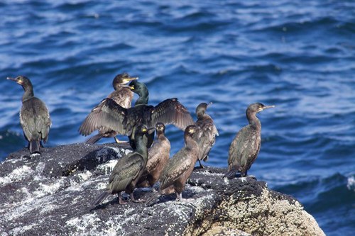 طيور الغاق: معجزة الإسترزاق تحت الماء  800px-European_shags_in_mating_plume