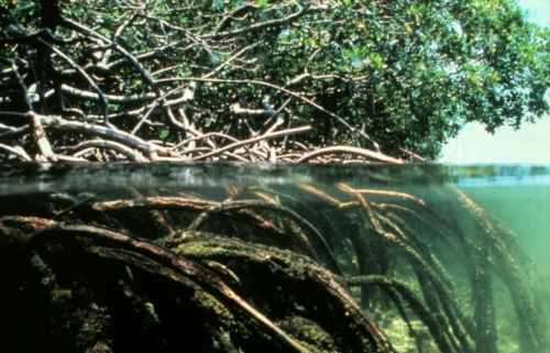  الآيات الربانية في التركيب الداخلي للجذور النباتية  Mangroves