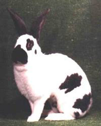 My top 10 Rabbit Breeds Checkered_giant