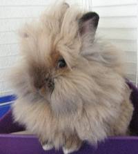 My top 10 Rabbit Breeds Lionhead