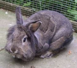 قسم صور الأرانب Rabbit_8902