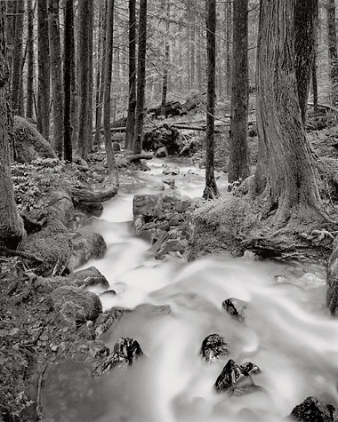 Black and white photography Stream-Through-Forest-L