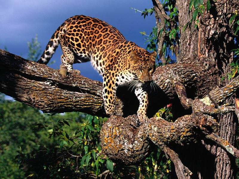 Le lopard Animal%2001%20Leopard