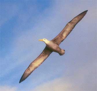 கடற் பறவை  Albatross