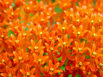 volim narančasto - Page 11 White-petteway-this-butterfly-weed-is-a-celebration-of-rich-orange-color-and-pattern