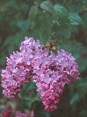 Hum ça sent bon les fleurs !!! Au-lilas-fleur-jacinthe