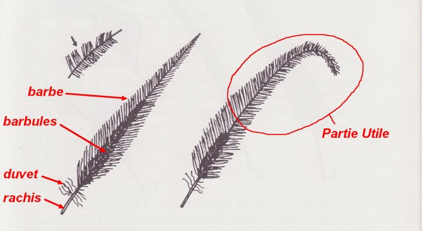 Poule coq de pèche  Structure_plume