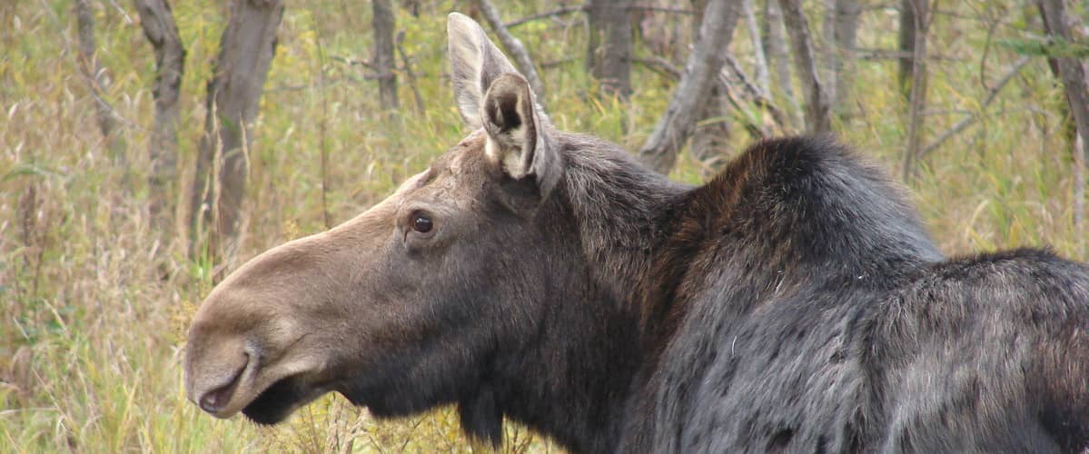Northeast Overland's 4th Annual 'Moose on the Loose' Route-16-moose-RESIZED-for-HOME-PG