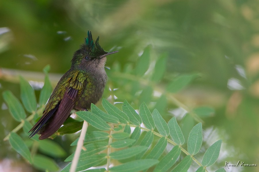 l'oiseau de Martin du 6 Août trouvé par Ajonc 05_ColibriHuppe