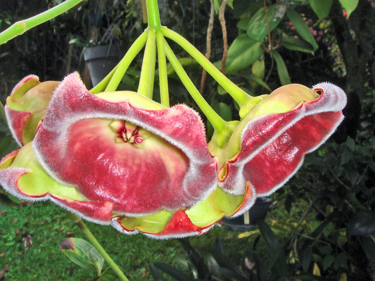 Hoya carnosa - Flor da Planta de Cera Lazuterbachii