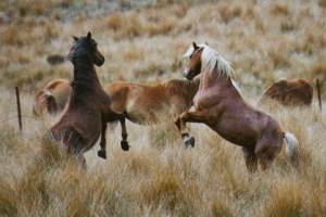 My Wild Horses Kaimanawawild