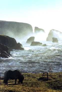 L'Ecosse Shetland5