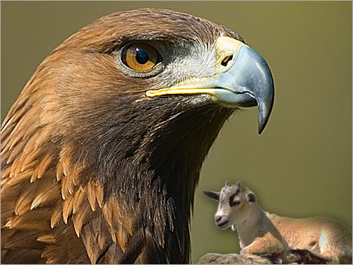 الفرق بين الصقر وبين الطيور الجارحه الاخرى((بالصور)) Bird-calf-large