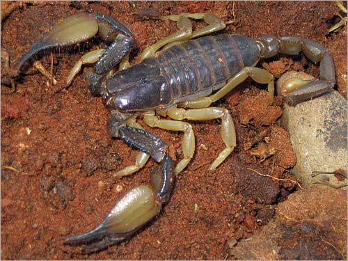 Scorpion Scorpion_mice_1