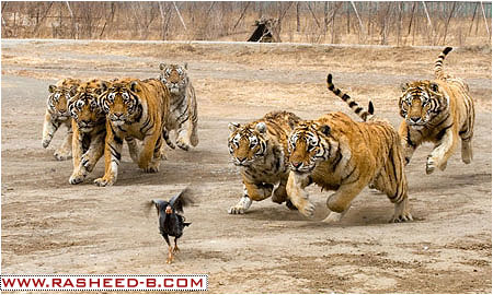 الدجاجة المسكينة Tigers_chicken_4