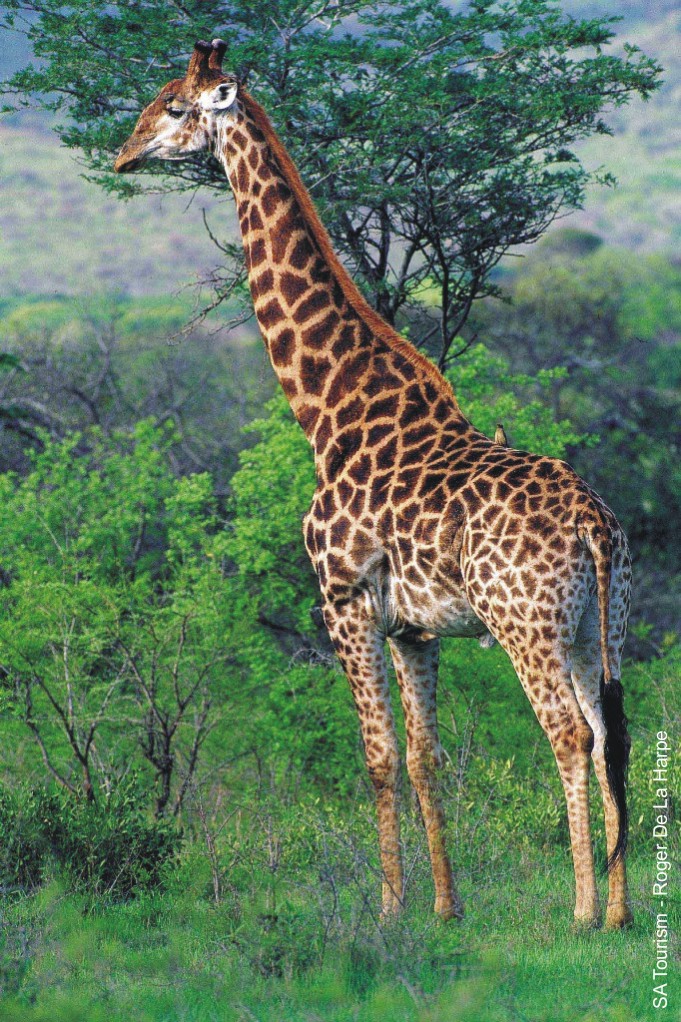 اختبر ذكائك لكل الاعضاء Giraffe_01