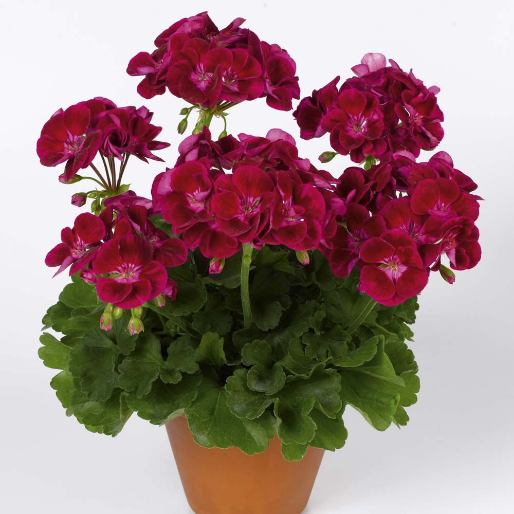 CHIỀU CUỐI NĂM Pelargonium-flowerfairy-velvet_4_14