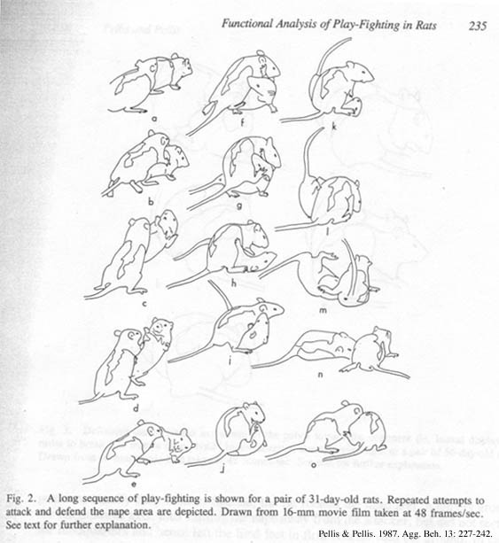 Intégration - allez hop on prend les mêmes et on recommence !  - Page 10 Pellis1987PlayFighting2Smll