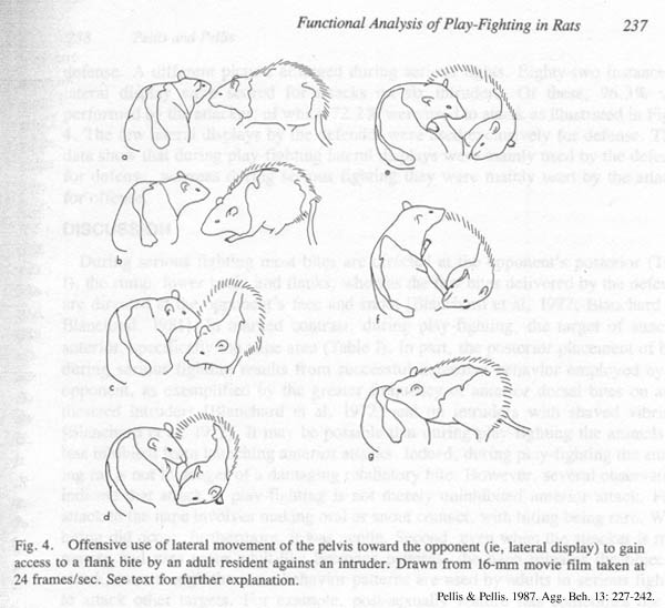 Intégration - allez hop on prend les mêmes et on recommence !  - Page 10 Pellis1987PlayFighting4Smll