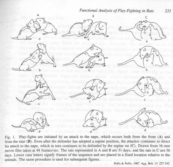 Intégration - allez hop on prend les mêmes et on recommence !  - Page 10 Pellis1987PlayFightingSmall