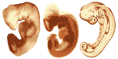 Bleue, peux pas resisté Foetus