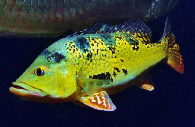 Cichla Kelberi 10cm - Σελίδα 4 Bild164