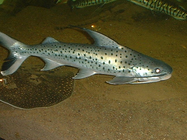  Platynematichthys notatus-Lince fish Bild25