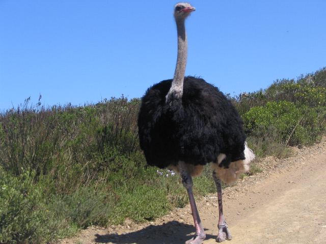 تقرير عن النعام  SAf2006-1018-deHoop-ostrich-640