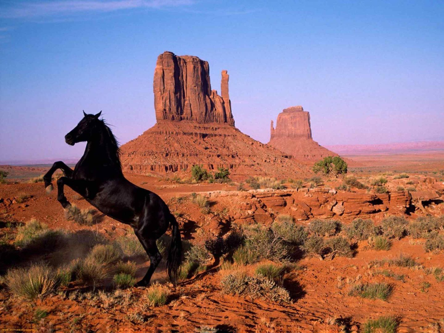 ¡¡¡  LA ELEGANCIA Y HERMOSURA !!! Caballo-mustang-en-el-oeste