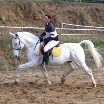 Caballo Lipizzano Caballo-lipizzano