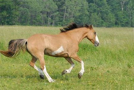 Mustang Caballo-mustang