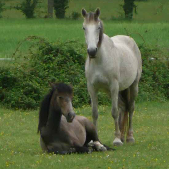 Caballo Lipizzano Caballos-lipizzano