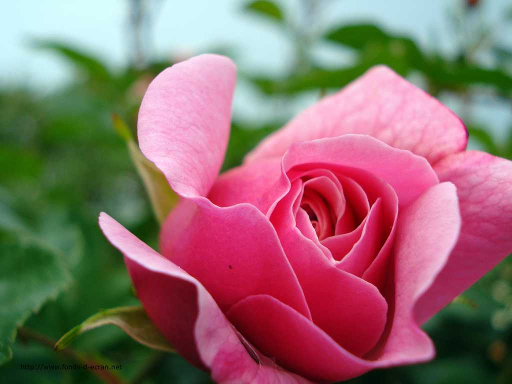 Caractère et personnalité de ceux qui aiment la couleur rose Rose-bouton-rose