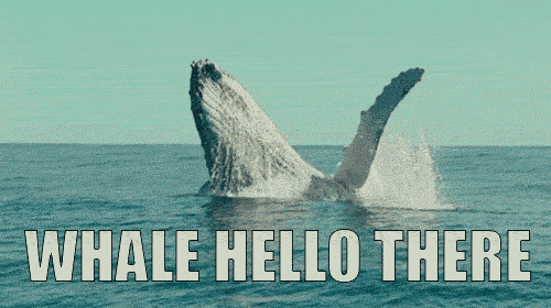 Gif Game           Whale_hello