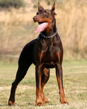 Doberman - Firme e Rigoroso Doberman-pinscher-288x360