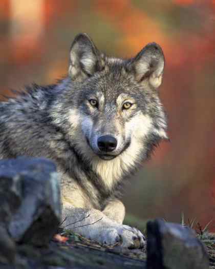 الذئاب - wolfs Gray-wolf-gaze