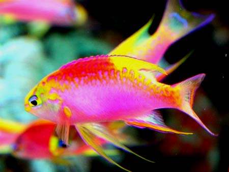 Quel est votre poisson préféré?? Pseudanthias%20ventralis