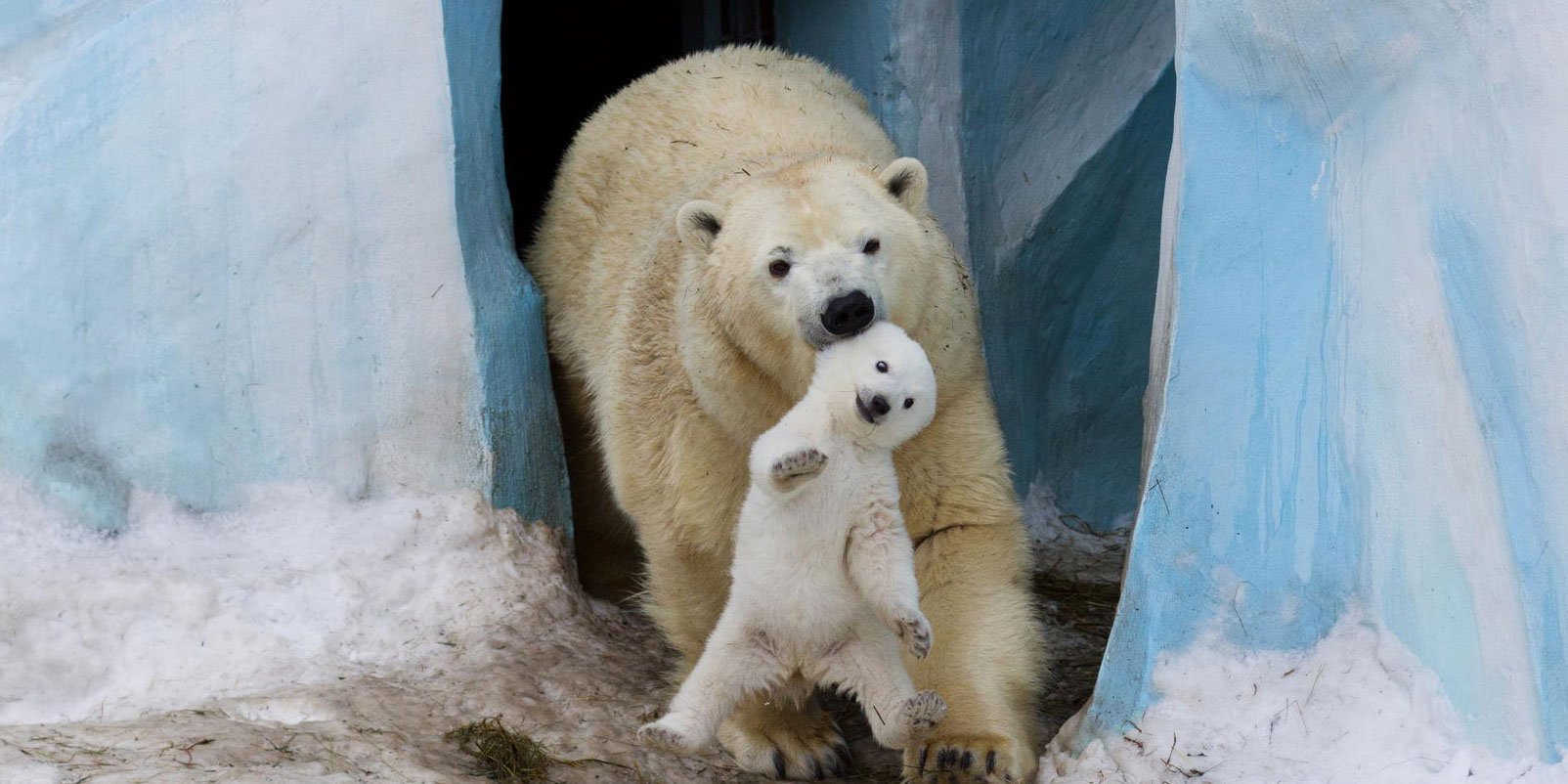 CACHORROS Y ANIMALES - Página 32 Parentalidad-en-el-reino-animal