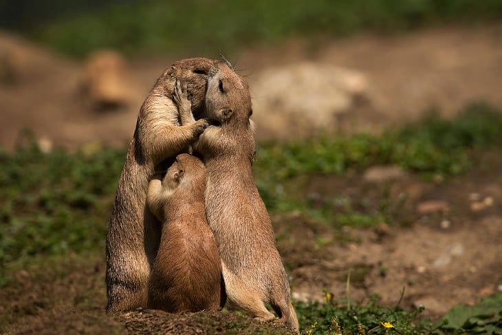 ===En famila=== Familia-de-animales-6-730x487