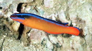 Pseudochromis Flavivertex Pseudochromis_aldabraensis