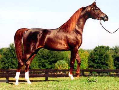 خيل Reemy10