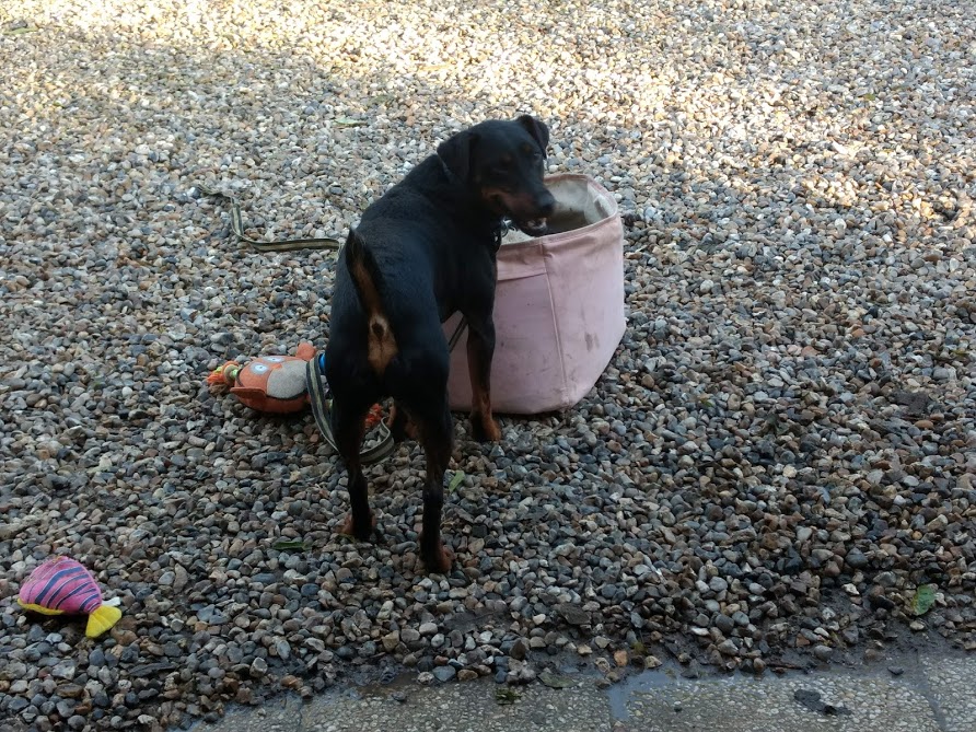 BOUNTY - jagd terrier 6 ans - Refuge d'Etretat (76) IMG_20181111_152549695