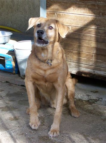 WALTER - x griffon 18 ans (9 ans de refuge)  - Refuge de Carros (06) Walter01