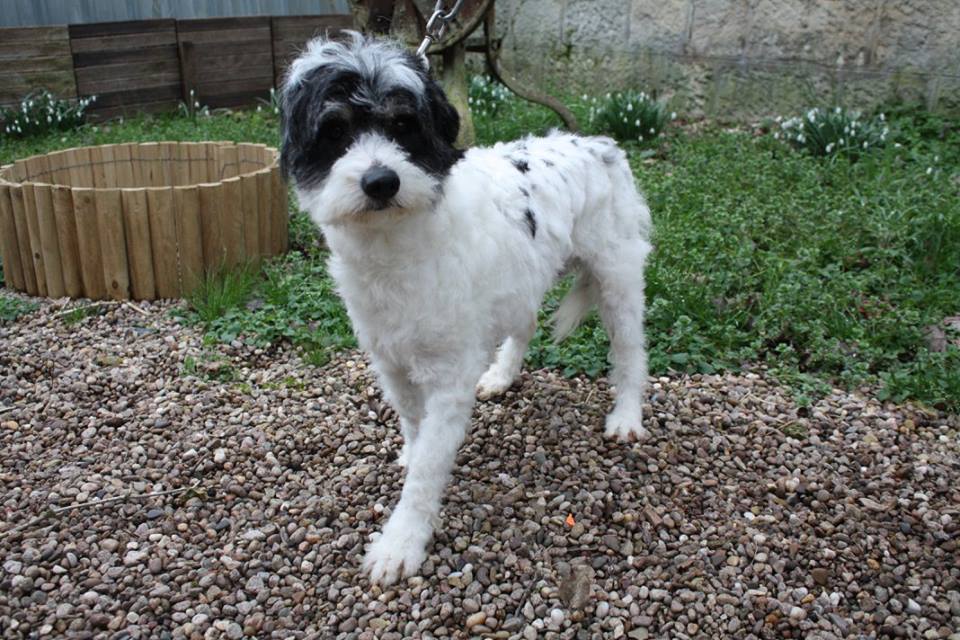 TOM CROISE CANICHE M 3 ANS REFUGE MORDANT 54 Tom-griffon