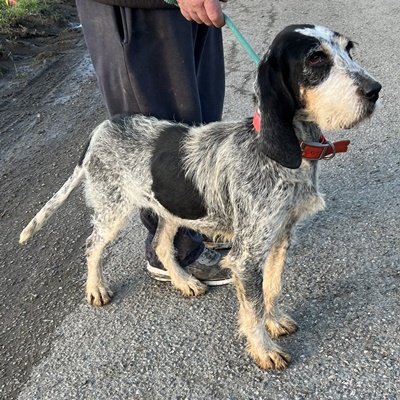 BABETH  - x griffon bleu de gascogne ? - ACPA à Saint Gaudens (31) Abeth2023